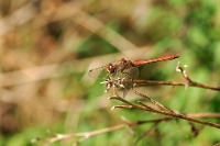 Sympetrum sanguineum (Libellula rossa-maschio)